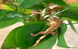 Gecko reptiles for sale: Crested Gecko multi coloured 1 month old - Image 3
