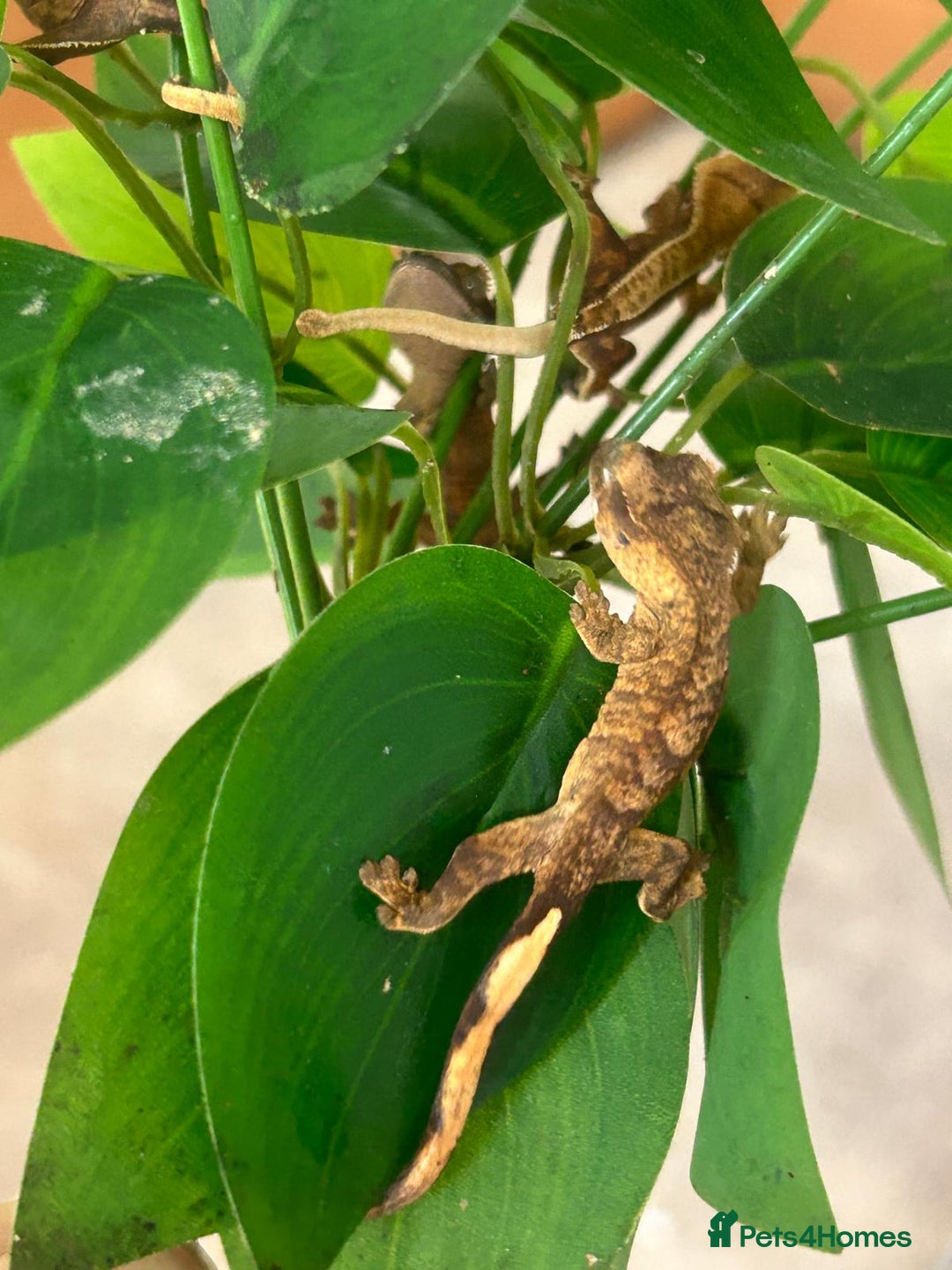 Gecko reptiles for sale: Crested Gecko multi coloured 1 month old - Image 3