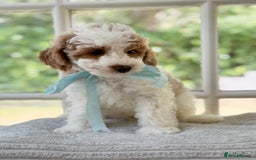 Mixed Breed dogs for sale: Teddy bear puppies - Image 11