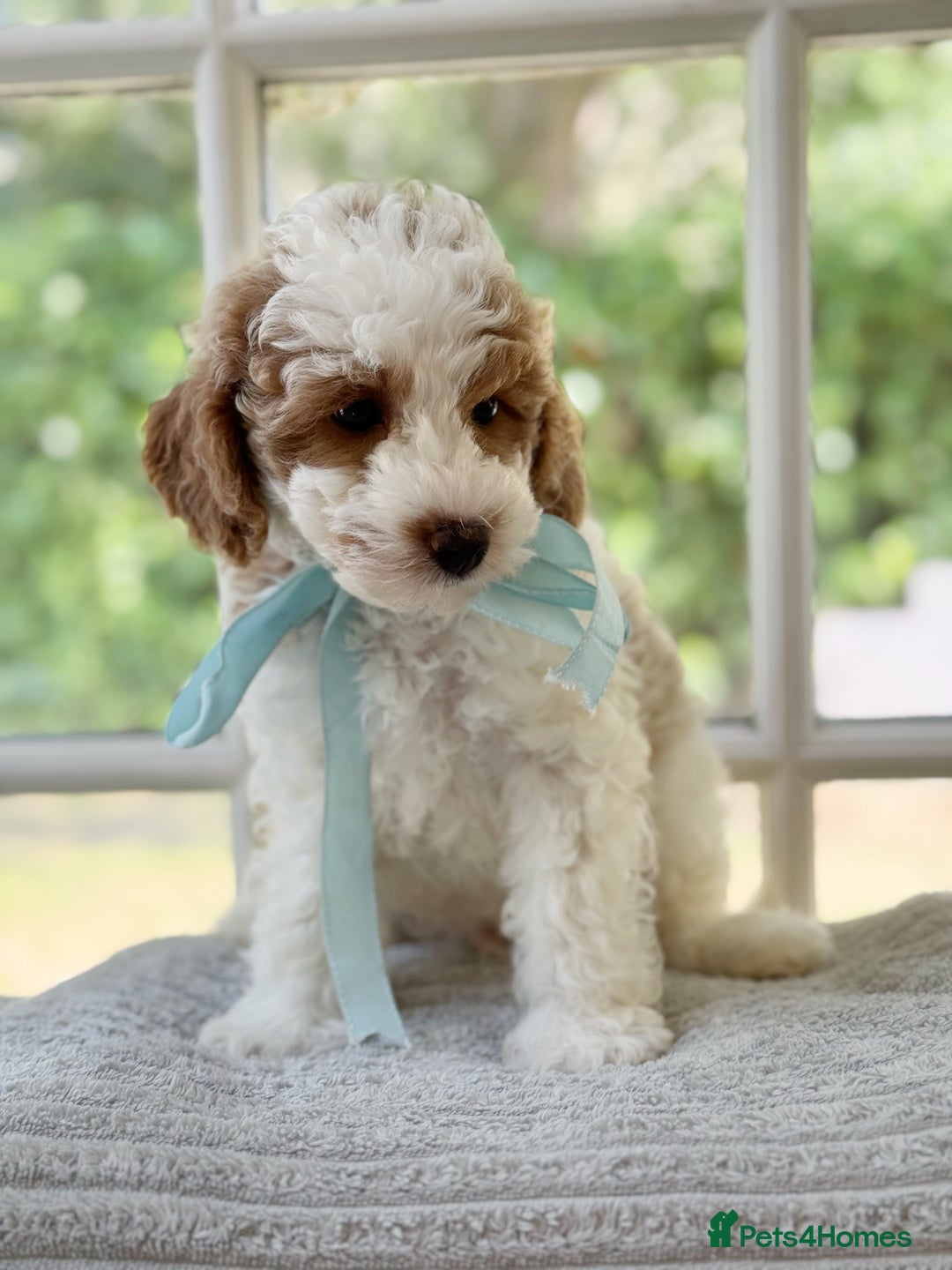 Mixed Breed dogs for sale: Teddy bear puppies - Image 11