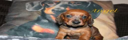 Miniature Dachshund dogs for sale: Miniature dachshund puppies  - Advert 3