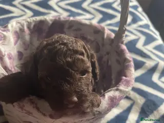 Cavapoo dogs Toy Cavapoo puppies - Advert 1