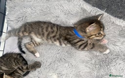 Bengal cats for sale: Litter of five stunning bengal/tabby mix kittens  - Image 1