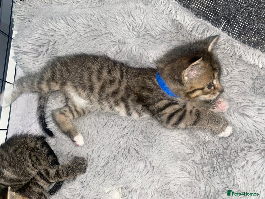 Bengal cats for sale: Litter of five stunning bengal/tabby mix kittens  - Image 1