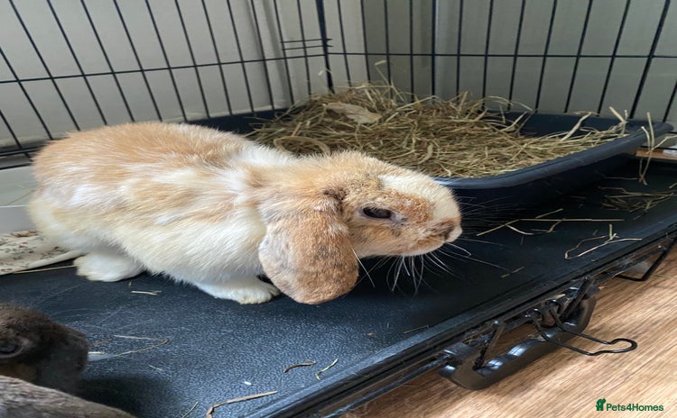 Mini Lop rabbits - Advert 1