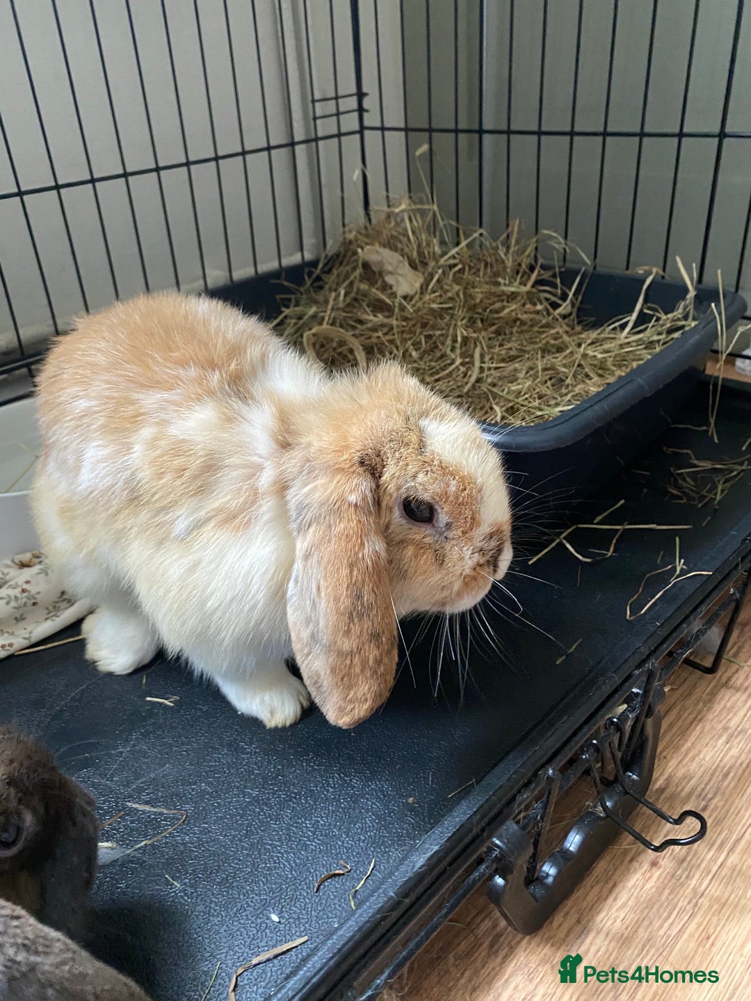 Mini Lop rabbits for sale: 2 Vaccinated Male Rabbits For Sale - Image 1