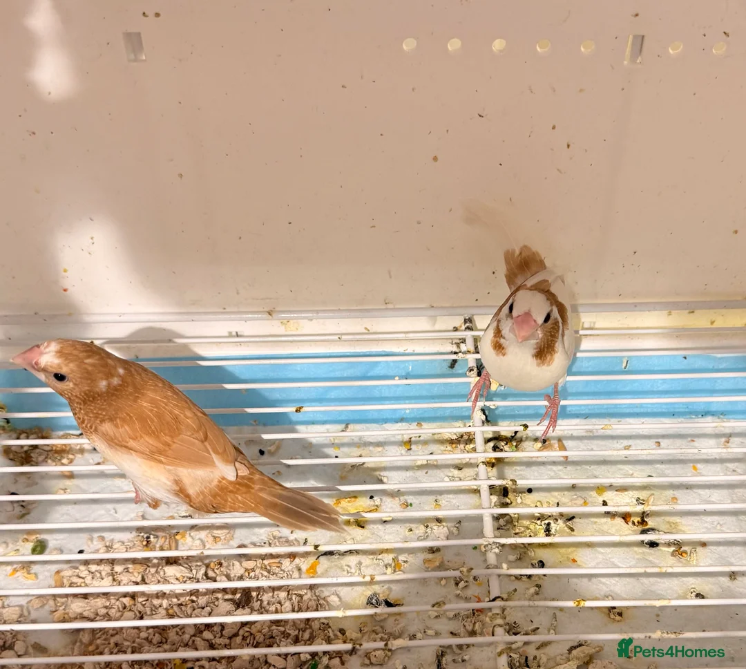 Finches birds for sale: Bonded Bangelese finches for sale   - Advert 5