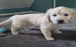 Golden Retriever dogs for sale: Golden retrieve Puppies - Image 3