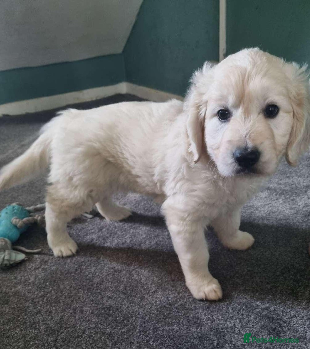 Golden Retriever dogs for sale: Golden retrieve Puppies - Image 3