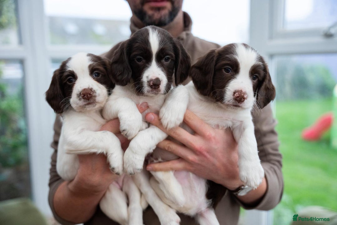 English Springer Spaniel dogs for sale: English Springer Spaniel  - Advert 1