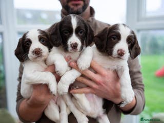 English Springer Spaniel dogs English Springer Spaniel - Advert 2