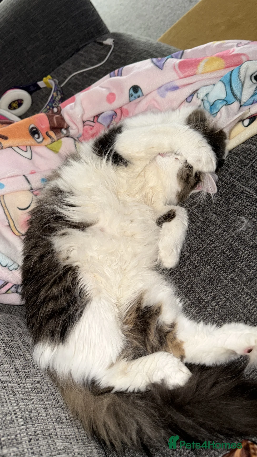 British Longhair cats for sale: Lovely 1 year old long hair  - Advert 2