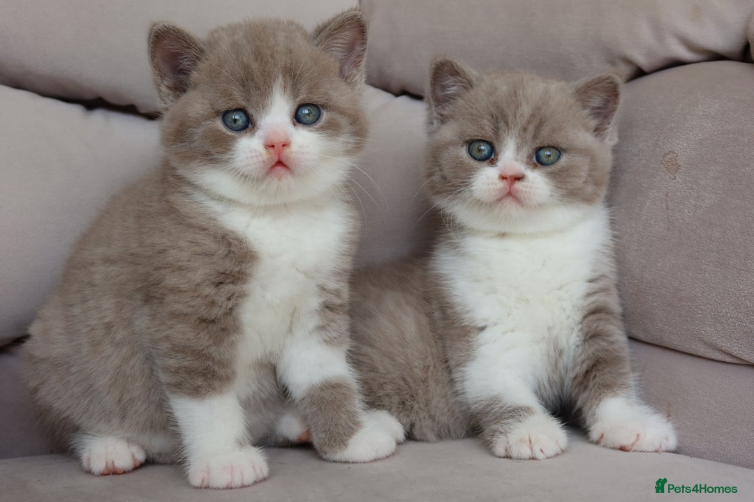 British Shorthair cats for sale: Wonderful last baby British shorthair girl  - Image 7