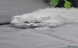 British Longhair cats for sale: GCCF  Show Quality Champion! - Image 15