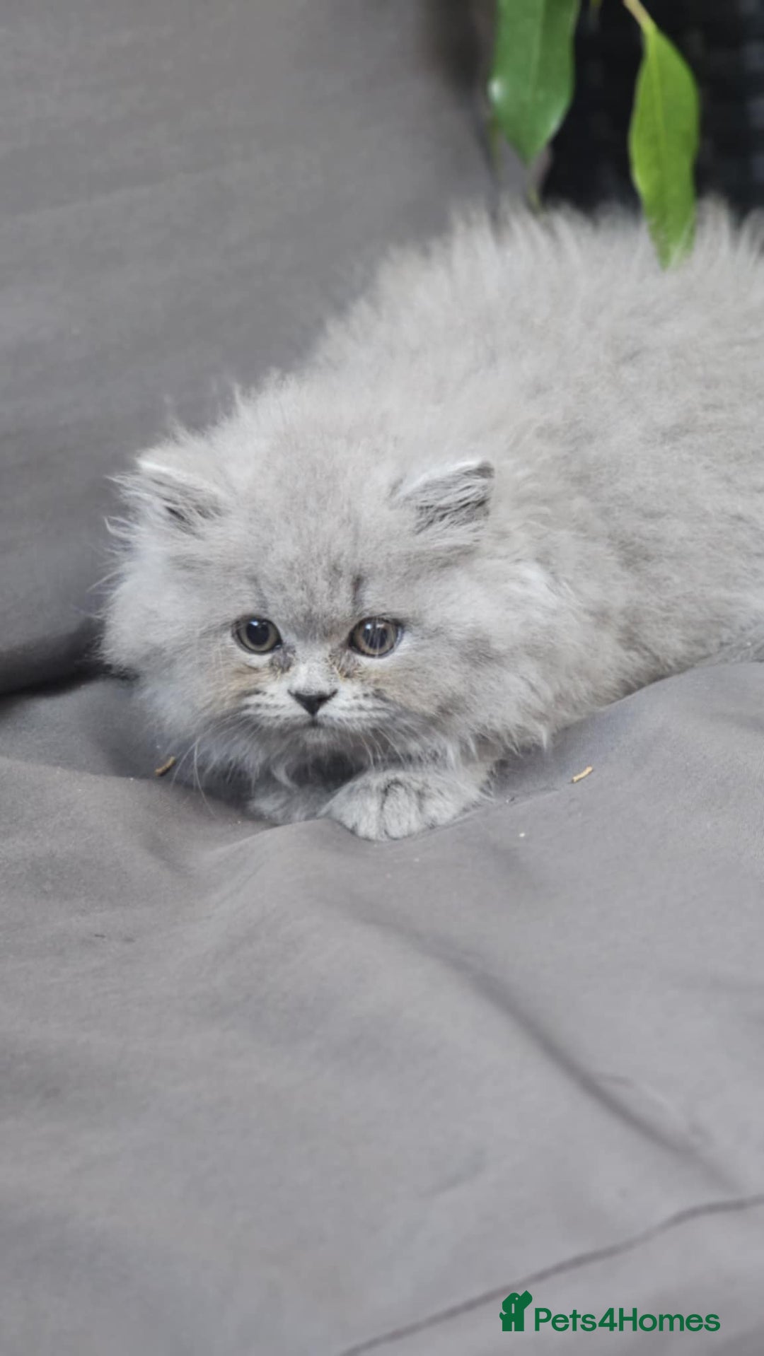 British Longhair cats for sale: GCCF  Show Quality Champion! - Image 15