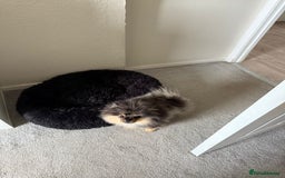 Pomeranian dogs for sale: Pomeranian - Image 3