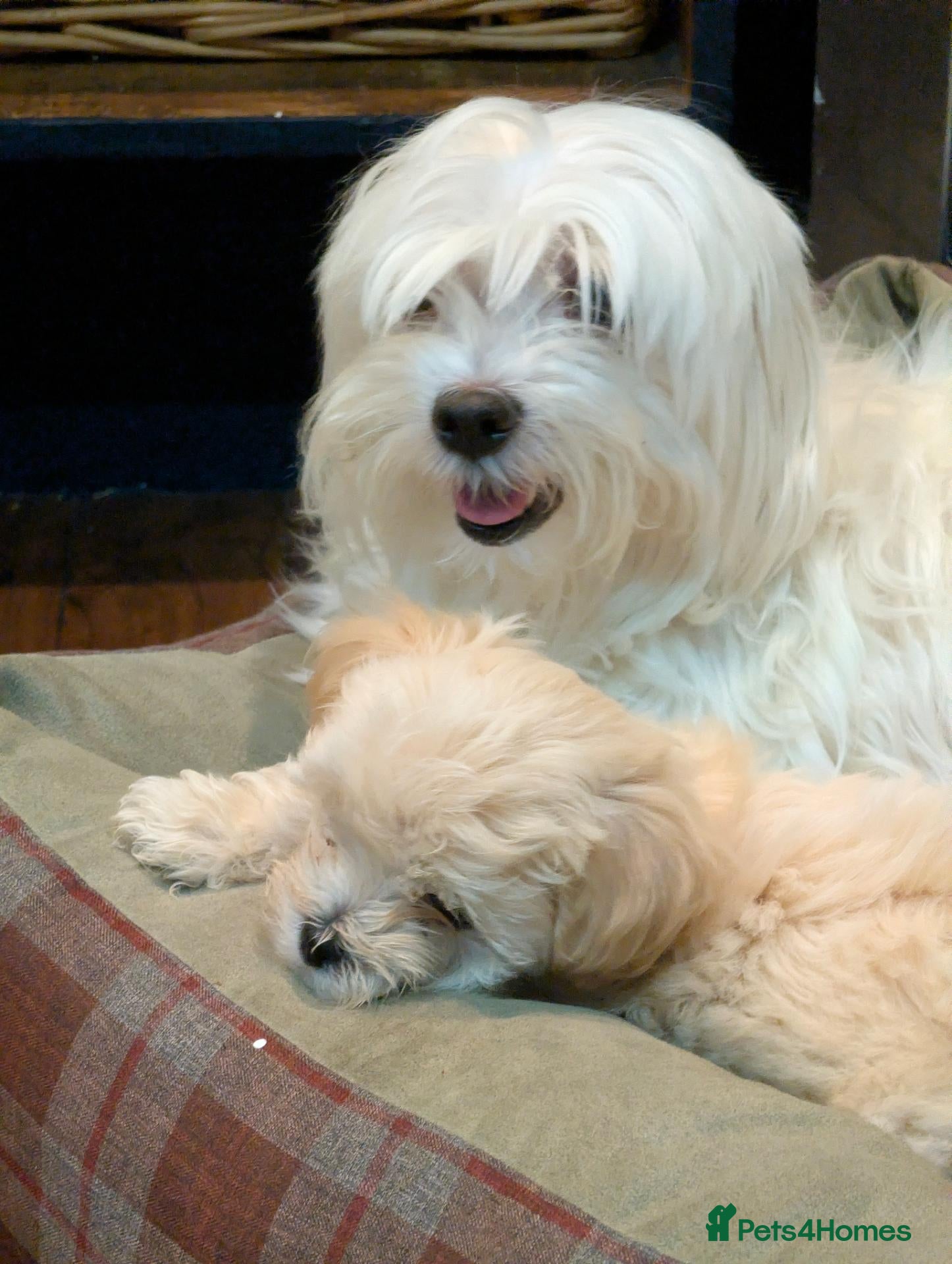 Maltipoo dogs 2 F1 Maltipoo puppies available  - Advert 1