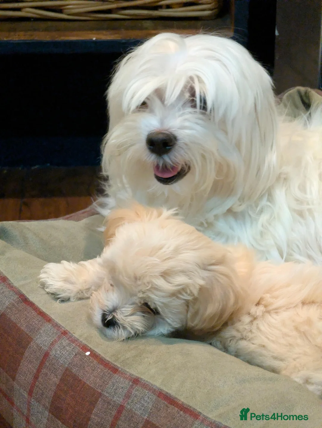 Maltipoo dogs for sale: 2 F1 Maltipoo puppies available  - Advert 1