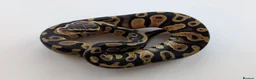 Python Snake reptiles for sale: Ball Python Babies - Advert 2