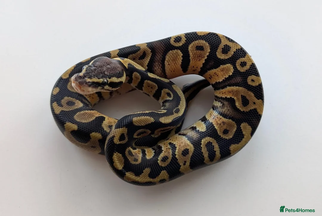 Python Snake reptiles for sale: Ball Python Babies - Advert 2