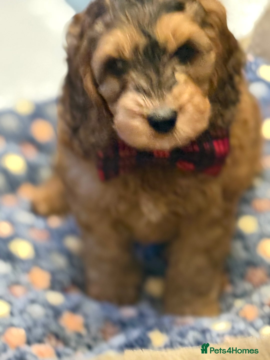 Cockapoo dogs for sale: Cockapoo - Advert 3