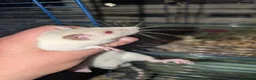 Rat rodents for sale: Tame rats  - Advert 3