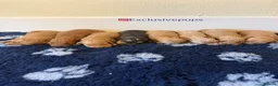Cockapoo dogs for sale: 🏆🧬F1 miniature show cockapoos 270+health checks  in Pickering - Advert 4