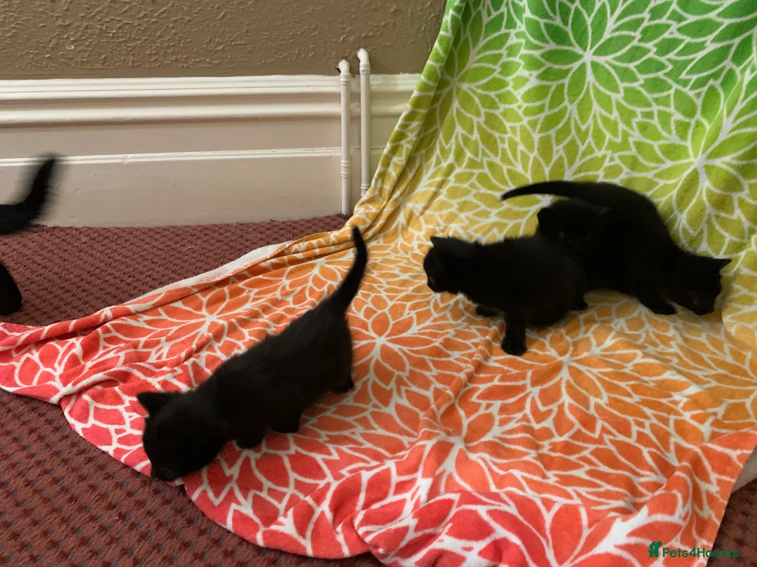 Bombay cats for sale: 🐾 Loving Homes Wanted for 4 Roxy’s Kittens 🐾 - Advert 13