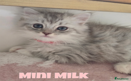 Persian cats for sale: Persian x Ragdoll - Image 4