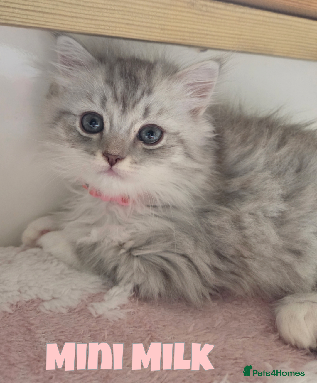 Persian cats for sale: Persian x Ragdoll - Image 4