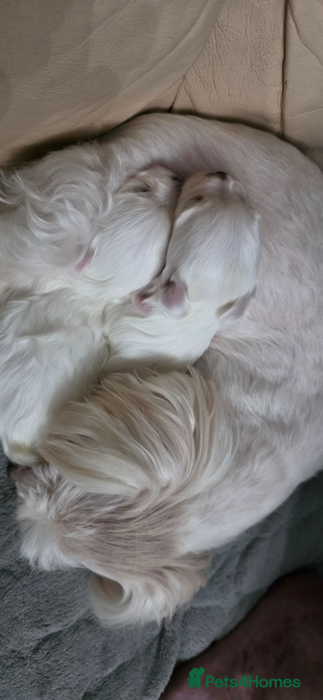 Maltese dogs for sale: Luna and Leo - Advert 8