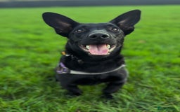 Dachshund dogs for adoption: Cute Gregory looking for LOVE - Image 1