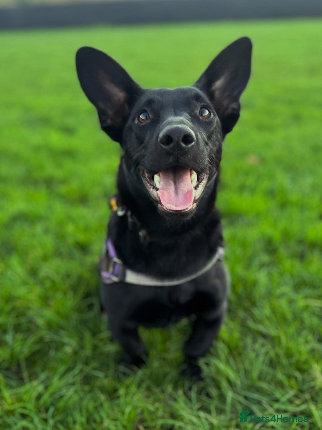 Dachshund dogs for adoption: Cute Gregory looking for LOVE - Image 1