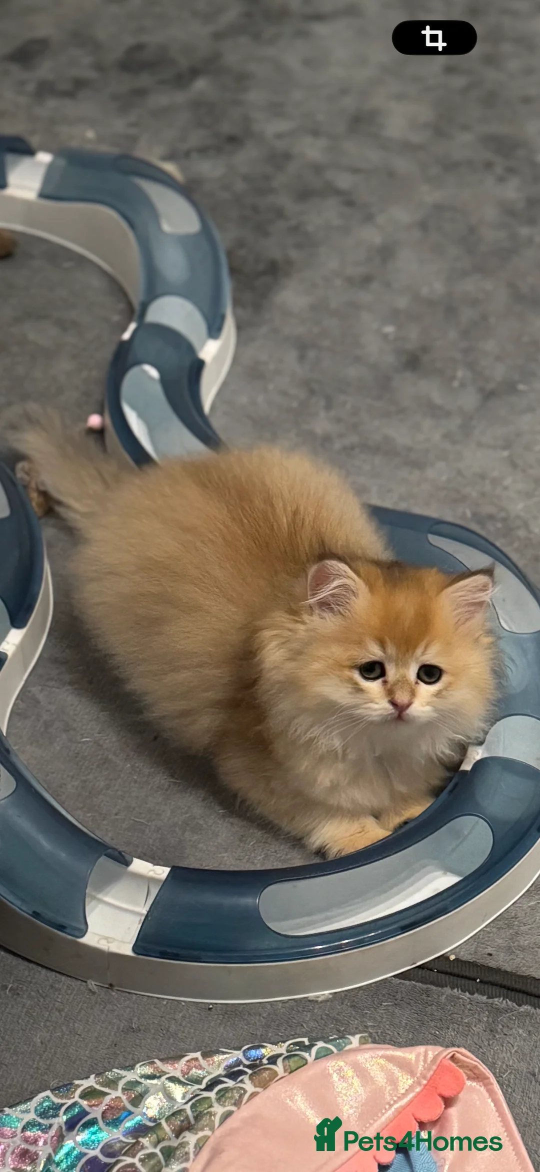 Scottish Fold cats for sale: Scottish Fold and Straight purebreds Kittens - Advert 10