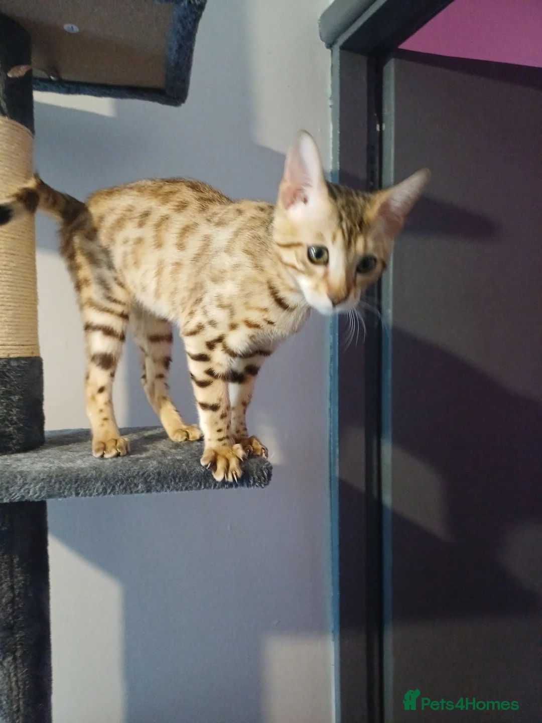 Bengal cats for sale: Sweet bengal kitten - Advert 2