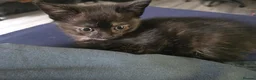 Mixed Breed cats for sale: 3 Fluffy Female Kittens For Sale - Advert 13