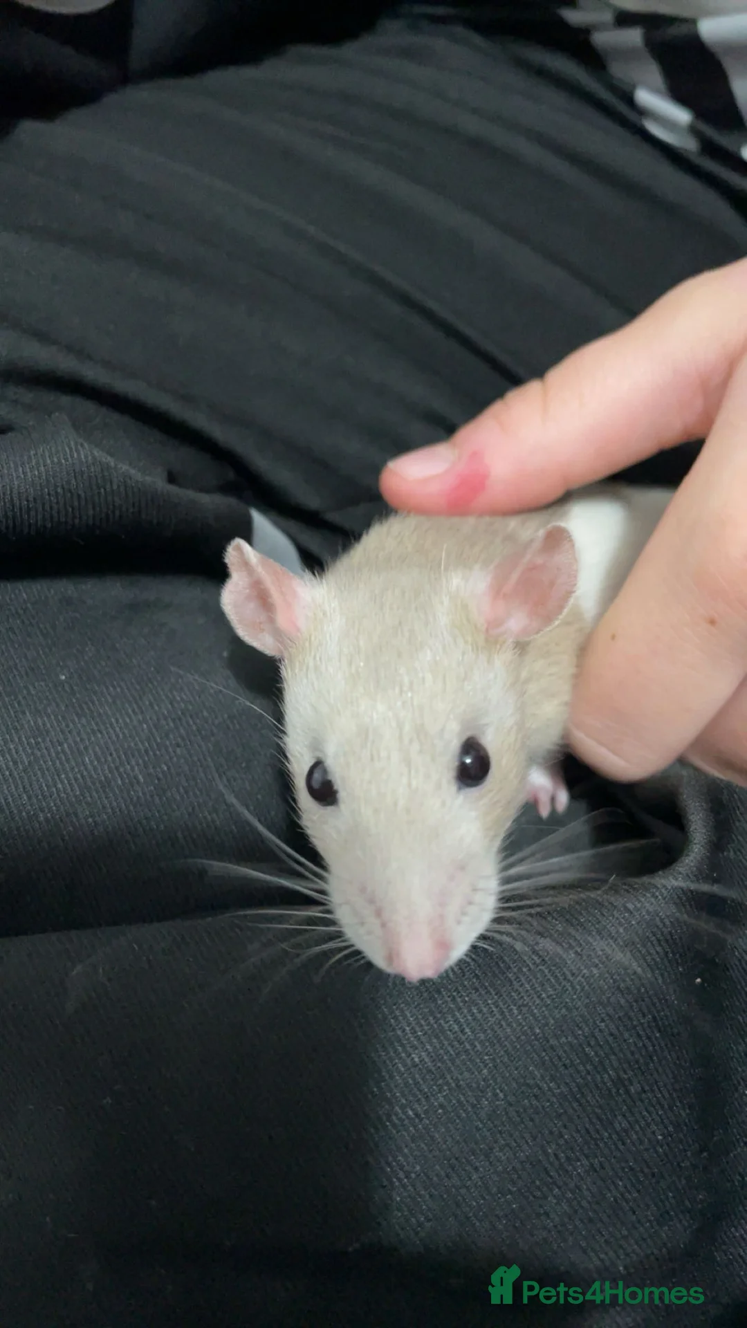 Rat rodents for sale: two baby rats  in Honiton - Advert 2