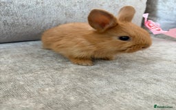 Netherland Dwarf rabbits for sale: Netherlands dwarf/lion head dwarf babies - Image 8