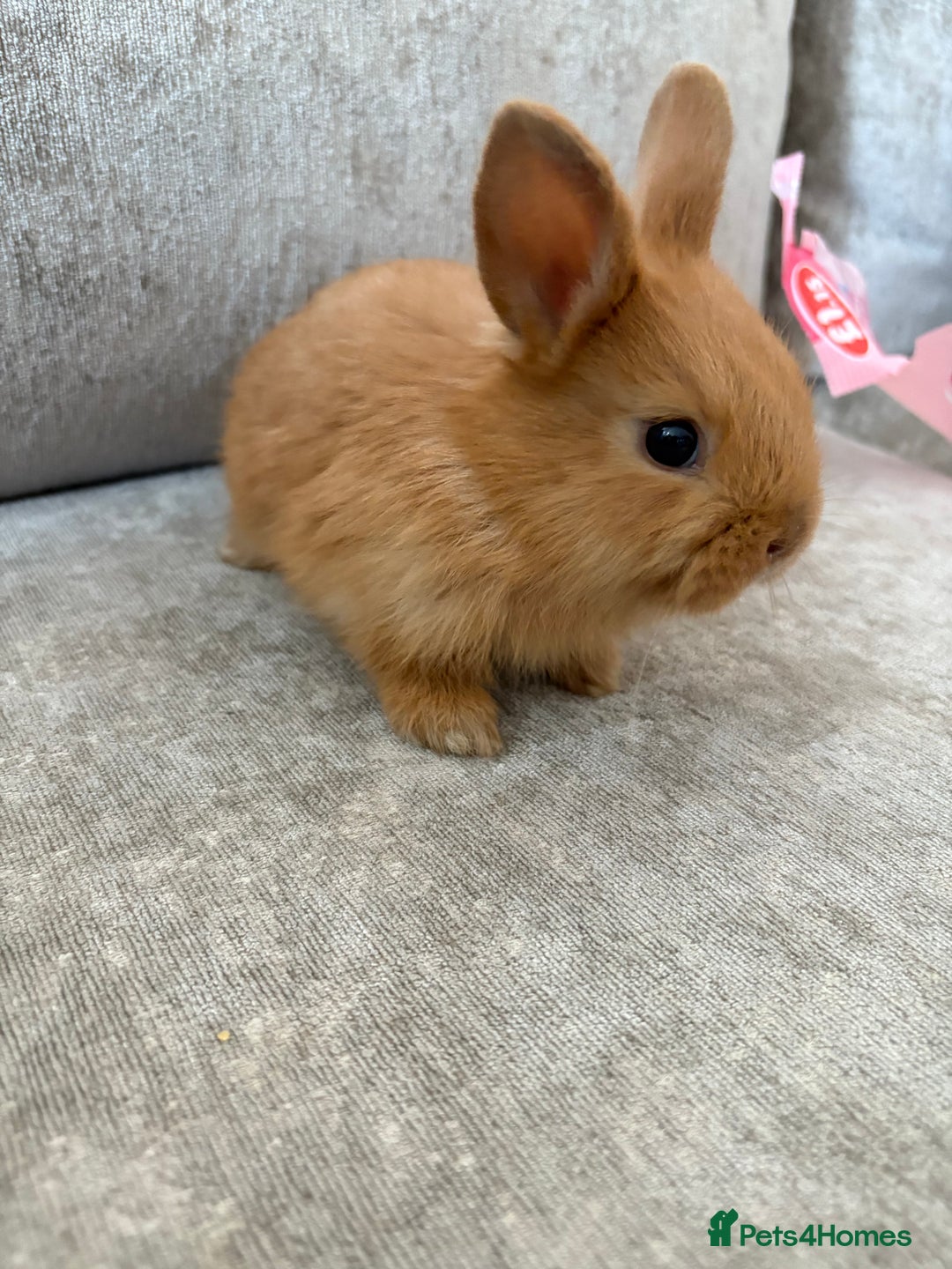 Netherland Dwarf rabbits for sale: Netherlands dwarf/lion head dwarf babies - Image 8