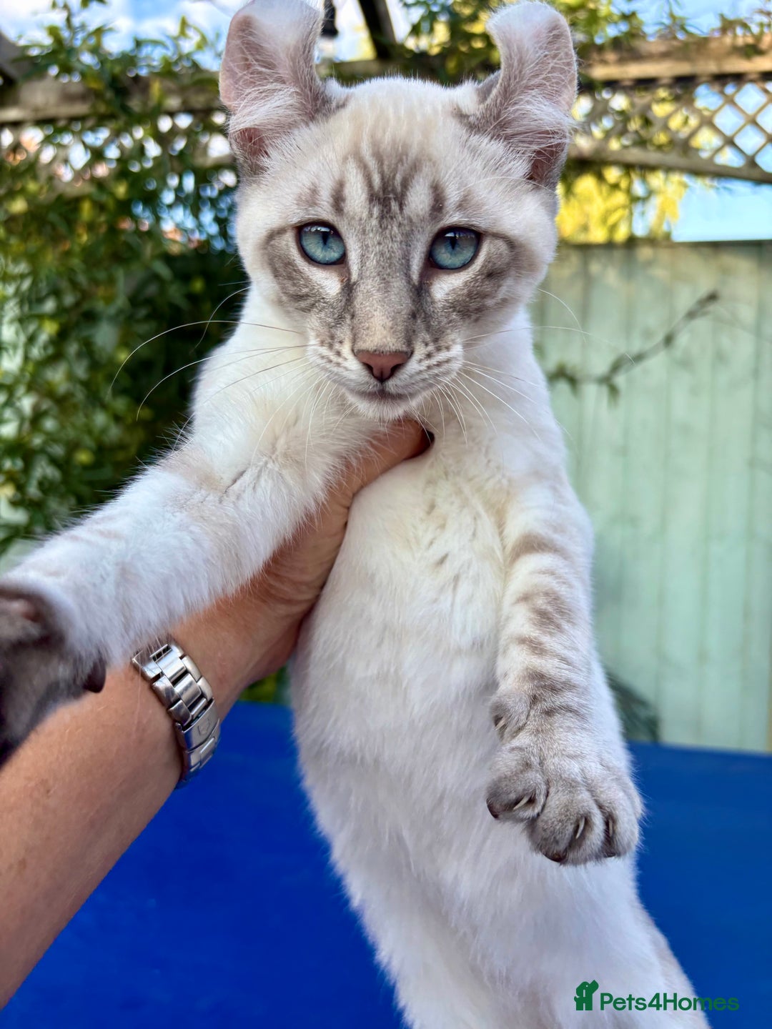 Bengal cats for sale: Stunning rare female  - Image 13