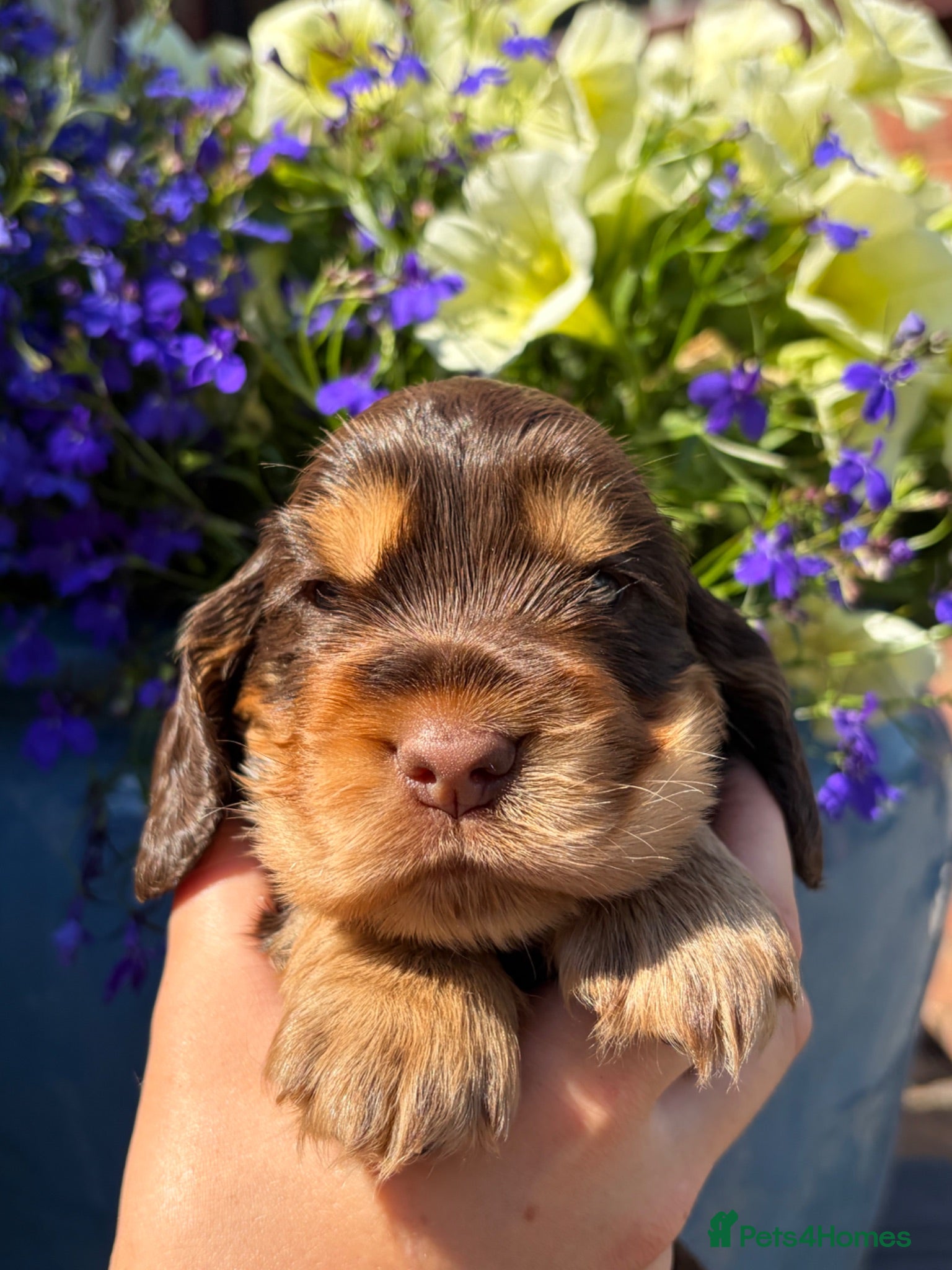 Cocker Spaniel dogs Gorgeous true to type Show Cocker Spaniels - Advert 2