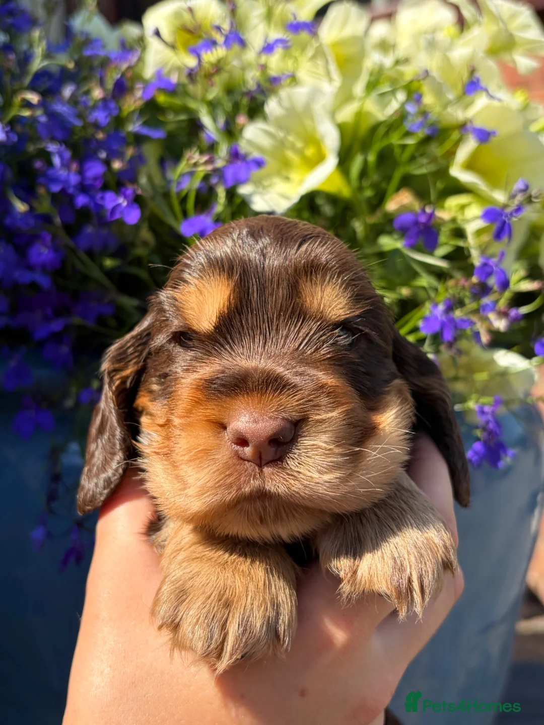 Cocker Spaniel dogs for sale: Gorgeous true to type Show Cocker Spaniels - Advert 2