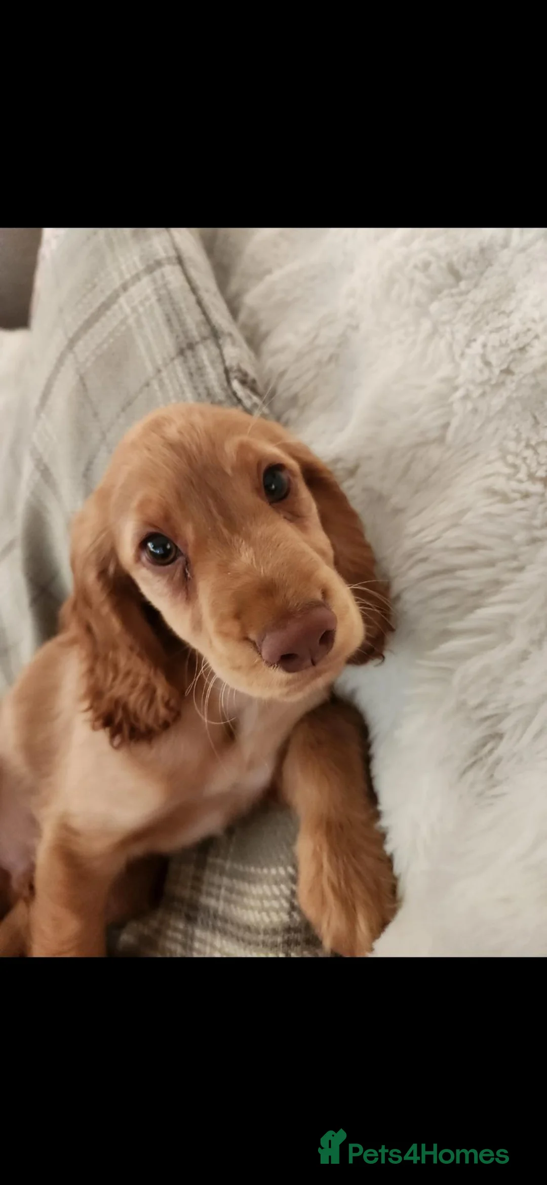 Cocker Spaniel dogs for sale: Kc registered working cocker spaniel  - Advert 2