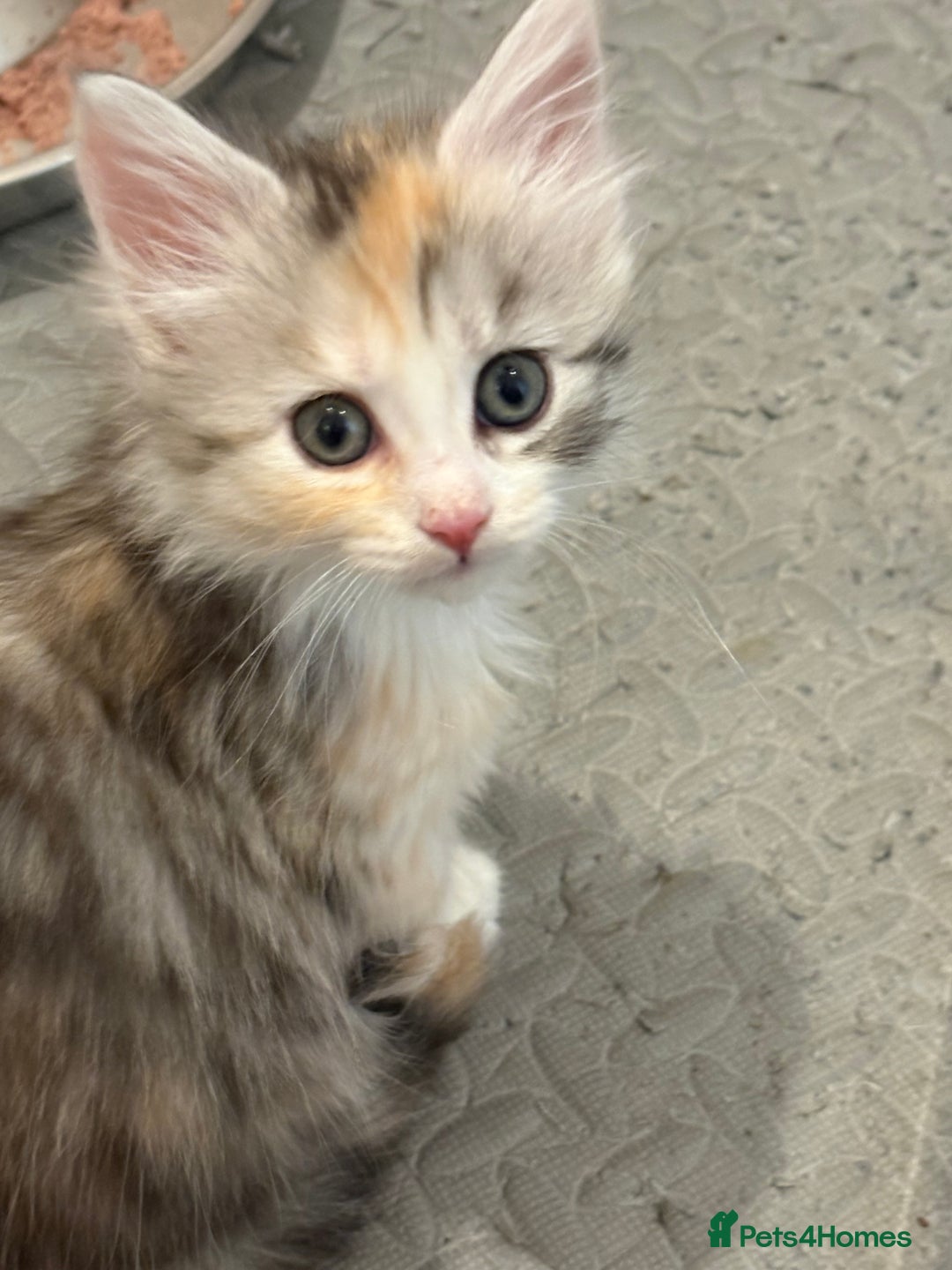 Mixed Breed cats for sale: Stunning Maine coon x Scottish Fold kittens - Advert 15