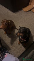 Miniature Dachshund dogs - Advert 6