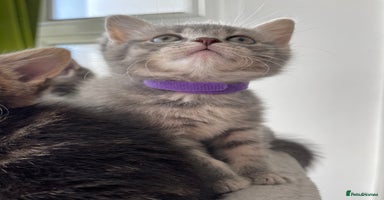 British Shorthair cats - Advert 15