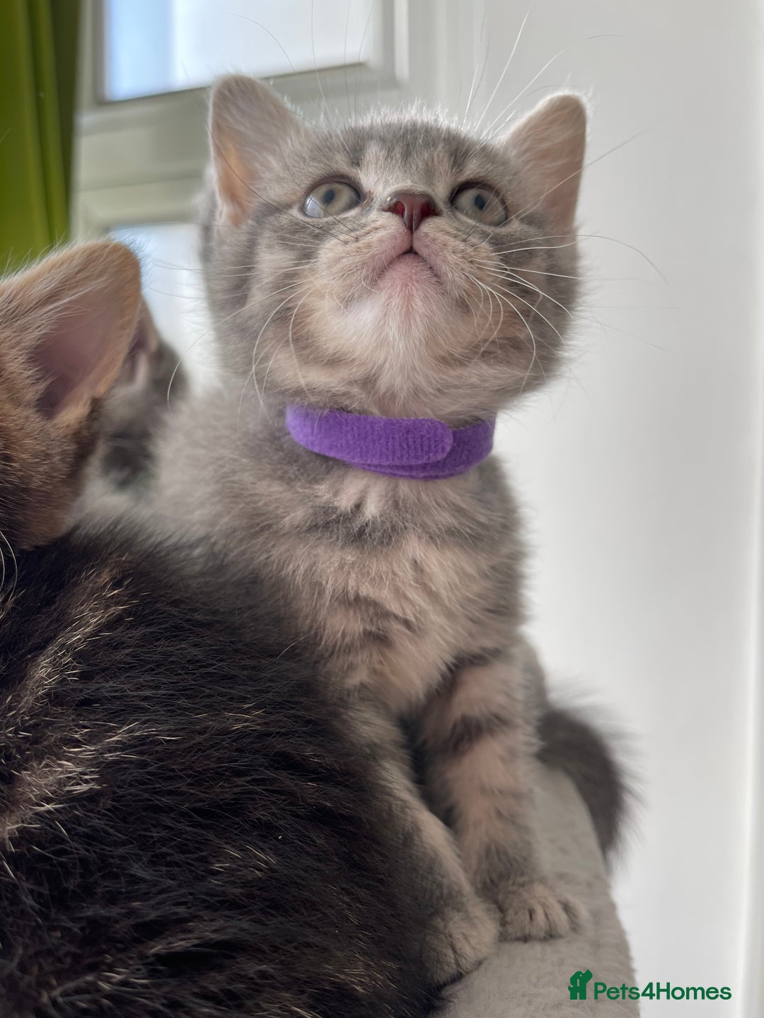 British Shorthair cats for sale: Beautiful kittens❤️ - Image 3