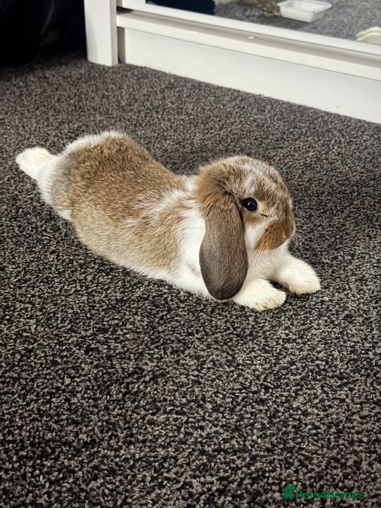 Mini Lop rabbits Male mini lop - Advert 2