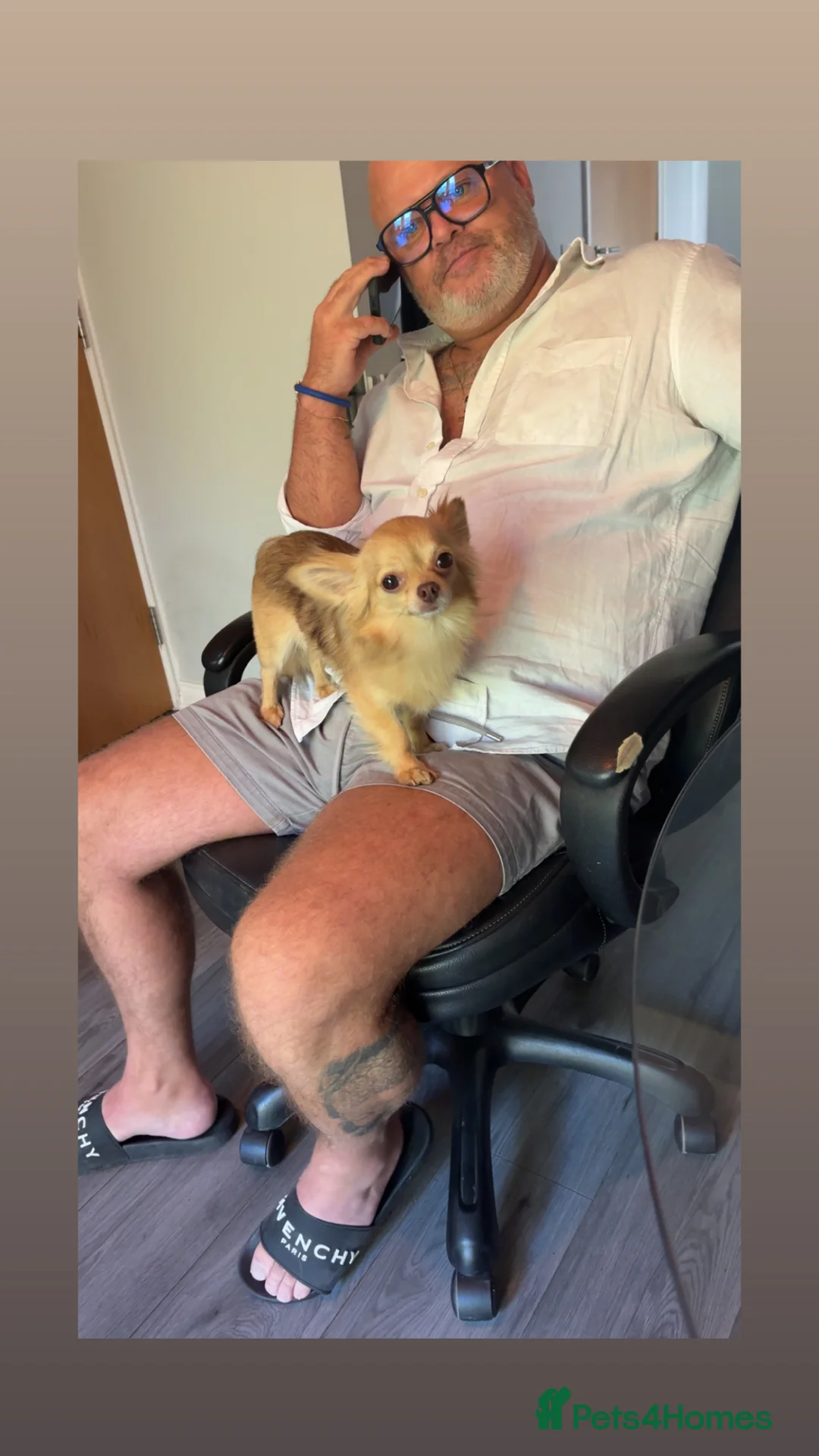 Chihuahua dogs for stud: ✨ Arlo – Long Haired Chihuahua Stud Available ✨ - Advert 2