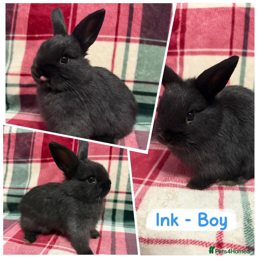 Mixed Breed rabbits for sale: 🐰Beautiful Mini Lop x Netherland Dwarf Rabbits🐰 - Advert 2
